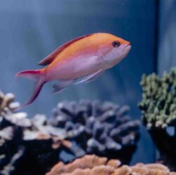 Quelle est la plus longue piste de ski du monde ?