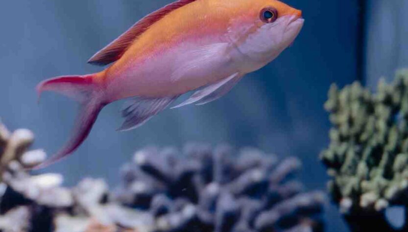 Quelle est la plus longue piste de ski du monde ?