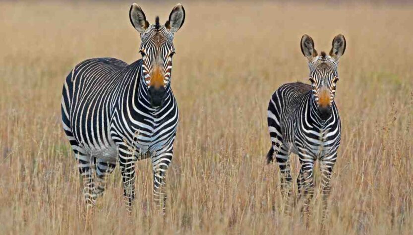 Où aller en Afrique en novembre ?