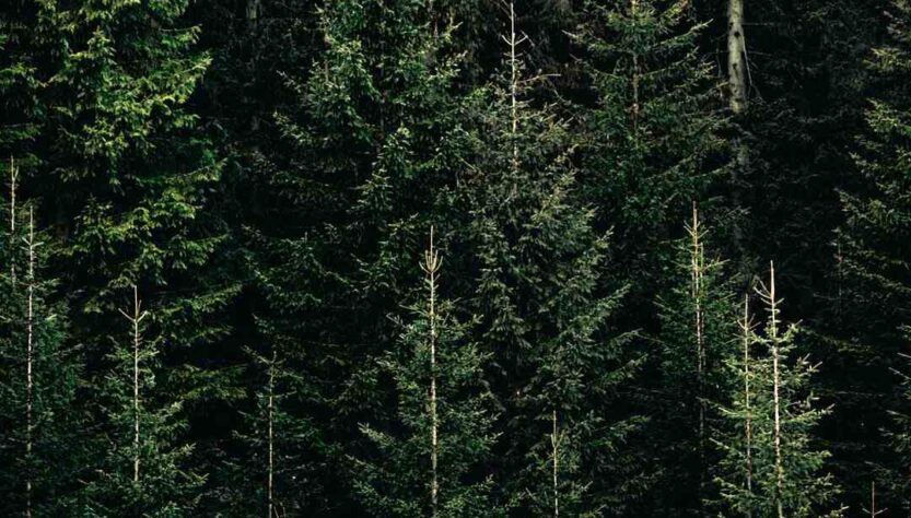 Quel est le climat de la Norvège ?