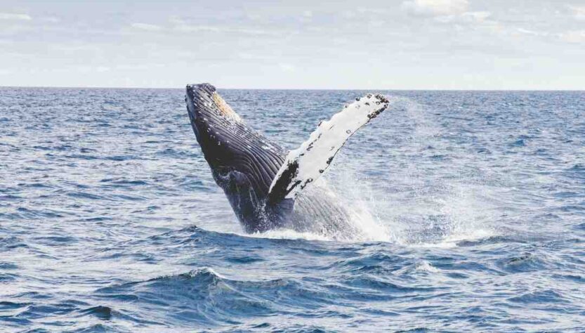 Location vacances contre garde animaux