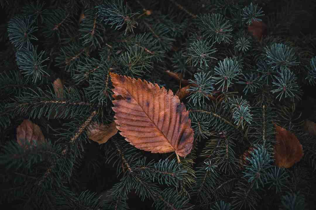 Où partir en novembre neige ?