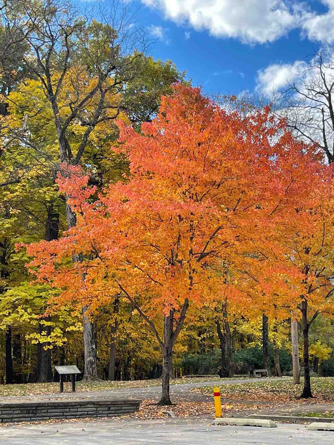 Où voir les daims à Center Parc ?