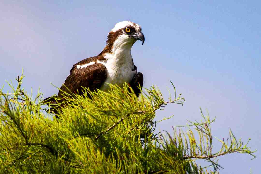 Quel Center Parc choisir Belgique ?