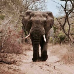 Qu'est-ce qu'on mange en Afrique ?