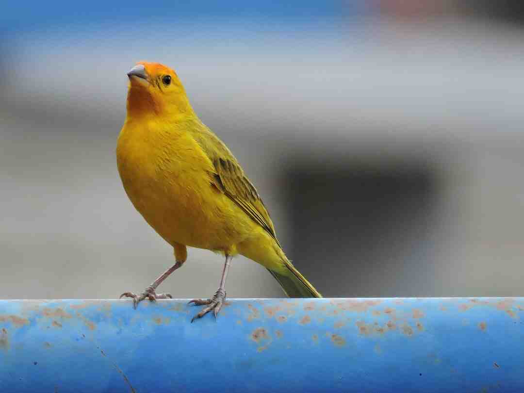 Fait-il beau aux Canaries ?