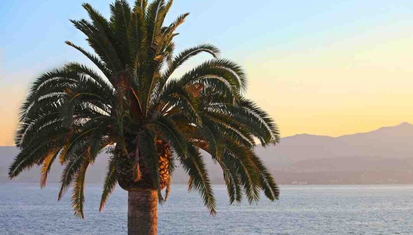 Où aller en Corse en août ?