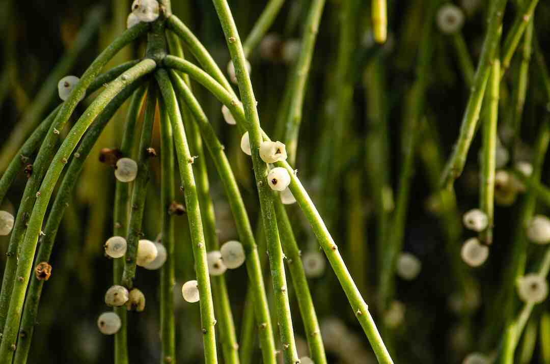Où partir en août sans pluie ?