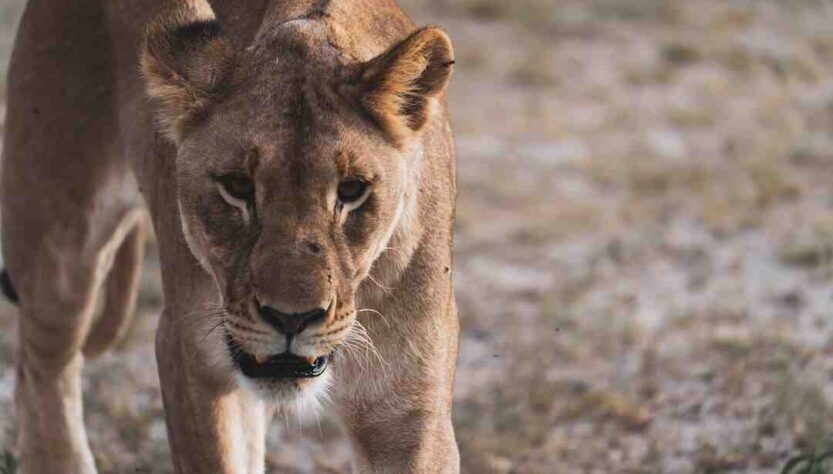 Où aller en Afrique sans danger ?